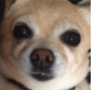 Muffin