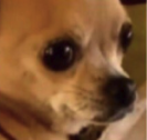 Muffin